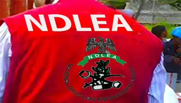 ﻿NDLEA nabs 75-year-old grandpa for dealing in illicit drugs, destroys cannabis farms in Taraba
